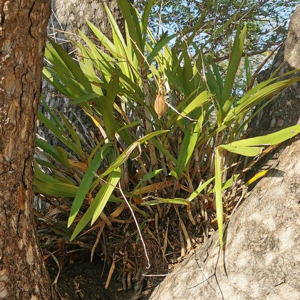 Ansellia africana Feuille