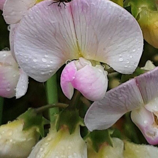 Lathyrus odoratus Flor