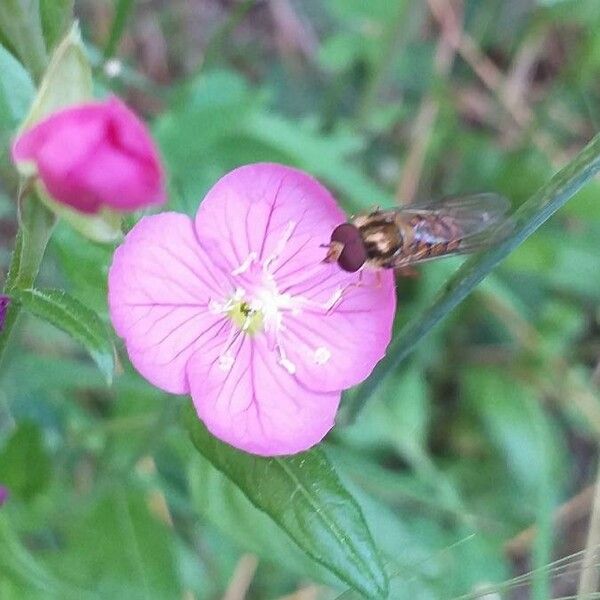 Oenothera rosea Floare