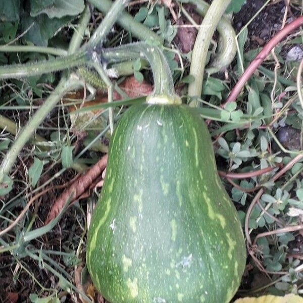 Cucurbita maxima Fruit