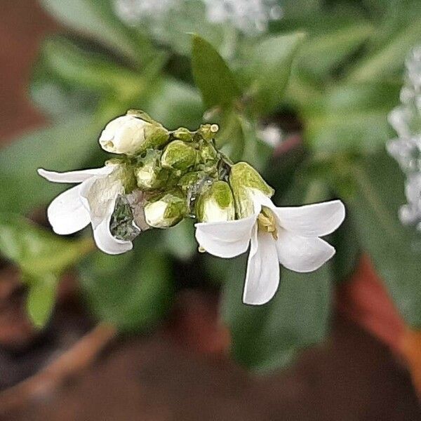 Arabidopsis halleri Flower