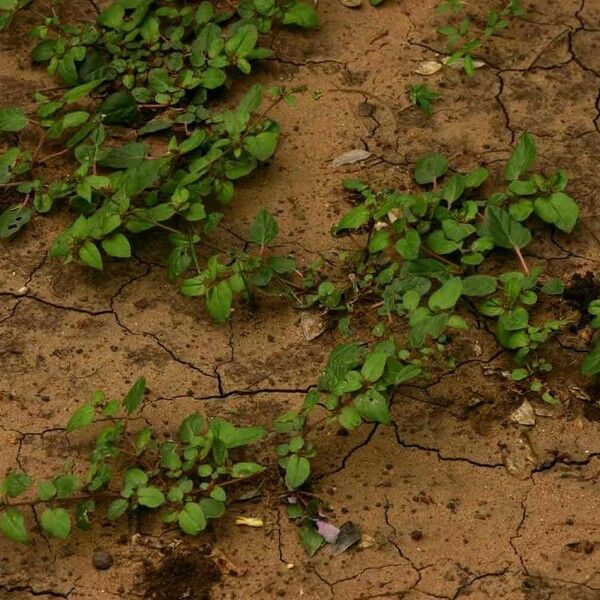 Boerhavia repens Tervik taim