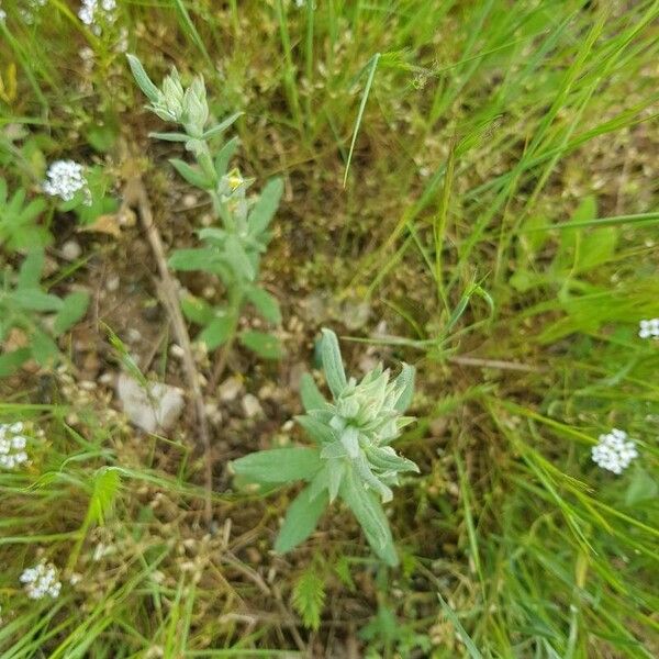 Helianthemum ledifolium Deilen