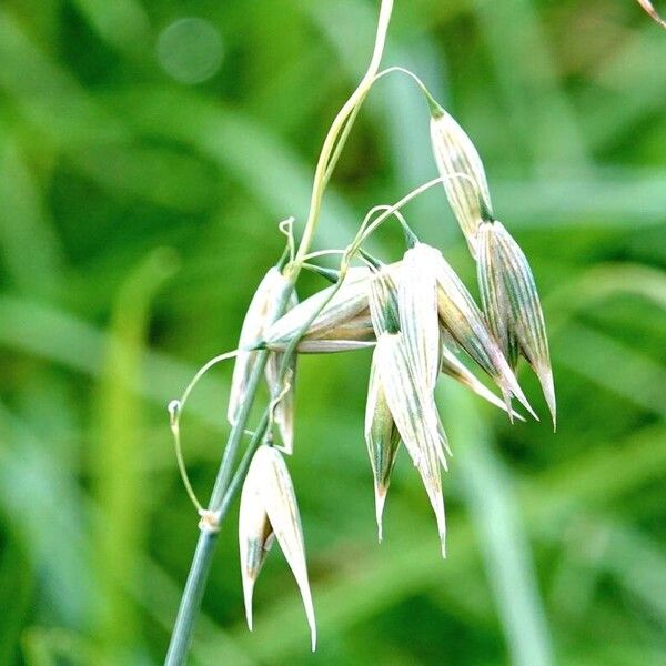 Avena sativa Leaf