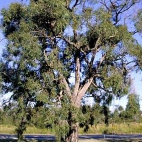 Angophora bakeri Blatt