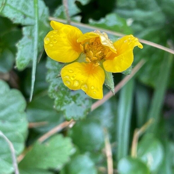 Potentilla reptans Flor