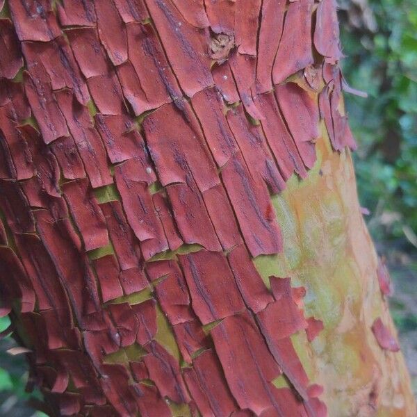 Arbutus menziesii Bark