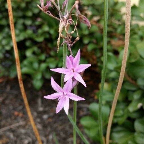 Allium canadense Bloem