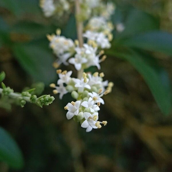 Ligustrum quihoui Λουλούδι