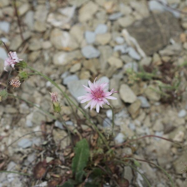 Crepis rubra फूल