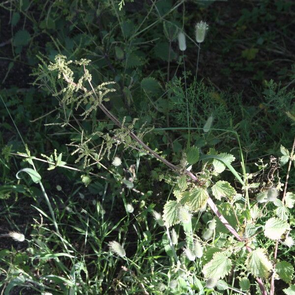 Urtica membranacea Συνήθη χαρακτηριστικά