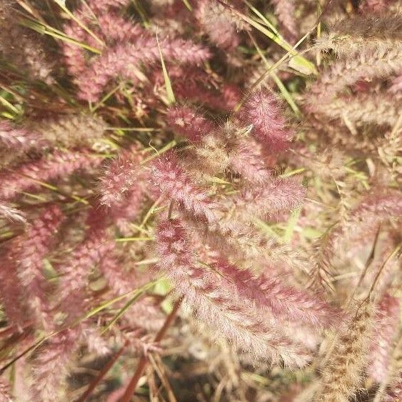 Pennisetum pedicellatum Цвят