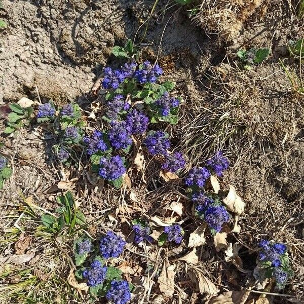 Ajuga genevensis Цвят