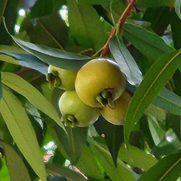 Syzygium jambos Meyve