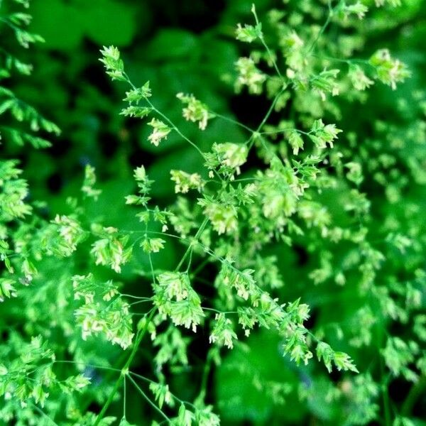 Poa trivialis Leaf