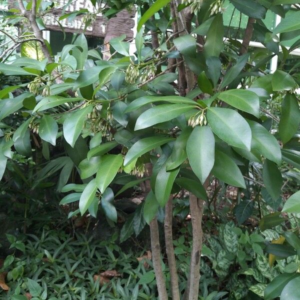 Ardisia elliptica Blatt