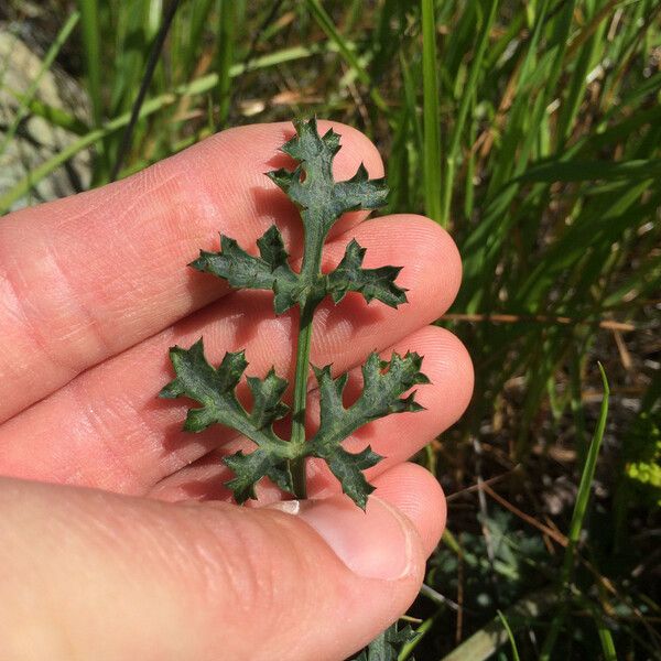 Lomatium parvifolium Habit