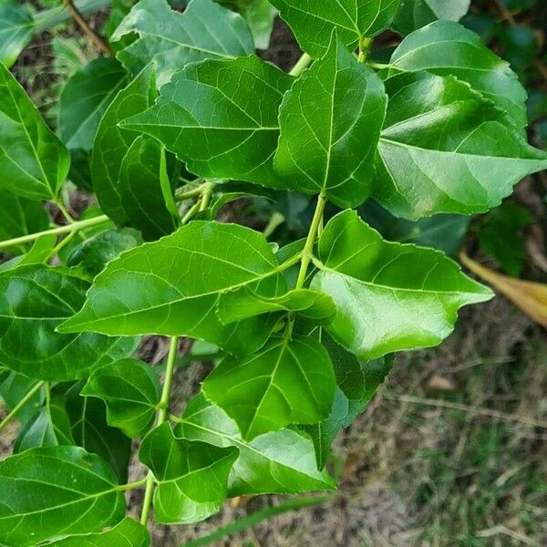 Premna serratifolia Deilen