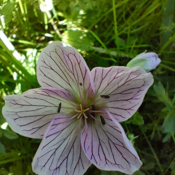 Geranium versicolor Floro