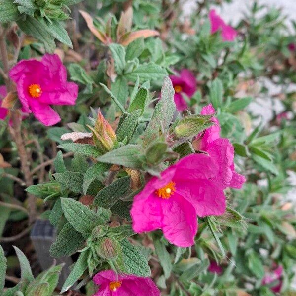 Cistus crispus फूल