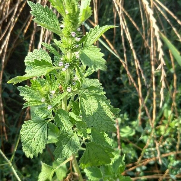 Chaiturus marrubiastrum Floare