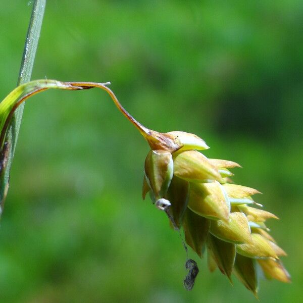 Carex limosa Flower