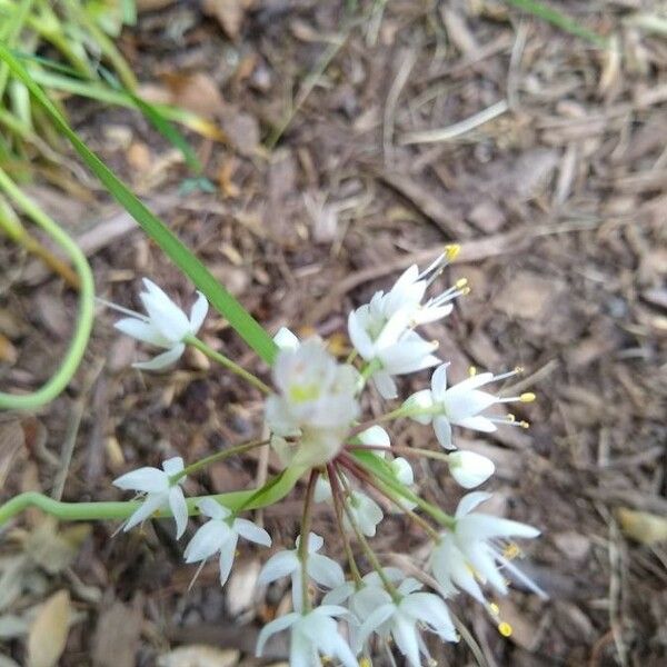 Allium cernuum 花