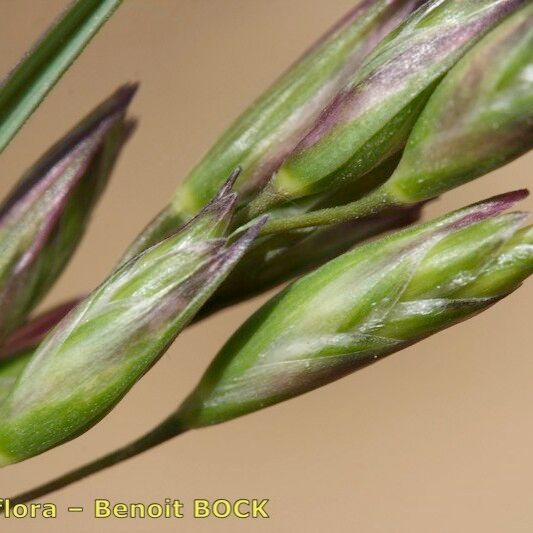 Danthonia decumbens Фрукт