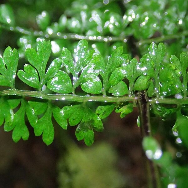 Asplenium abyssinicum Leaf