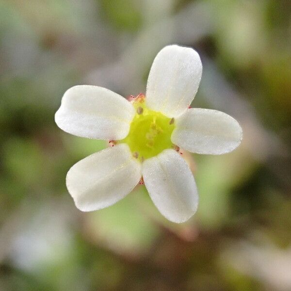 Saxifraga tridactylites Flors