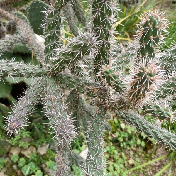 Cylindropuntia imbricata 葉