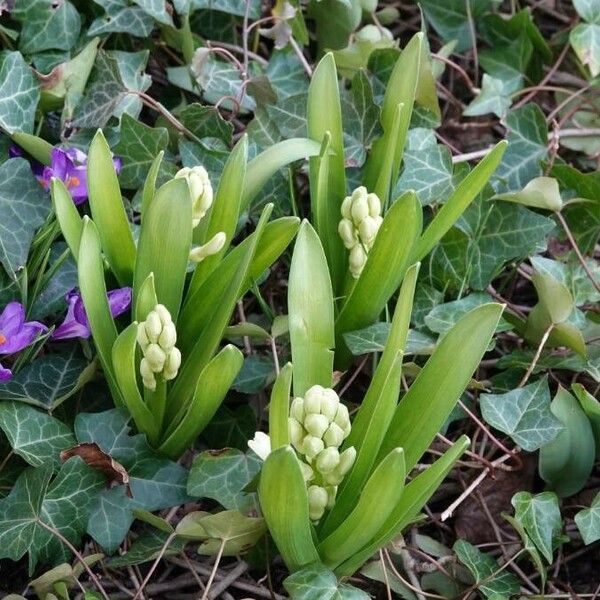 Hyacinthus orientalis Folio