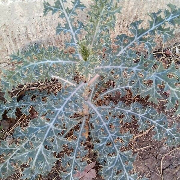 Argemone mexicana Blad