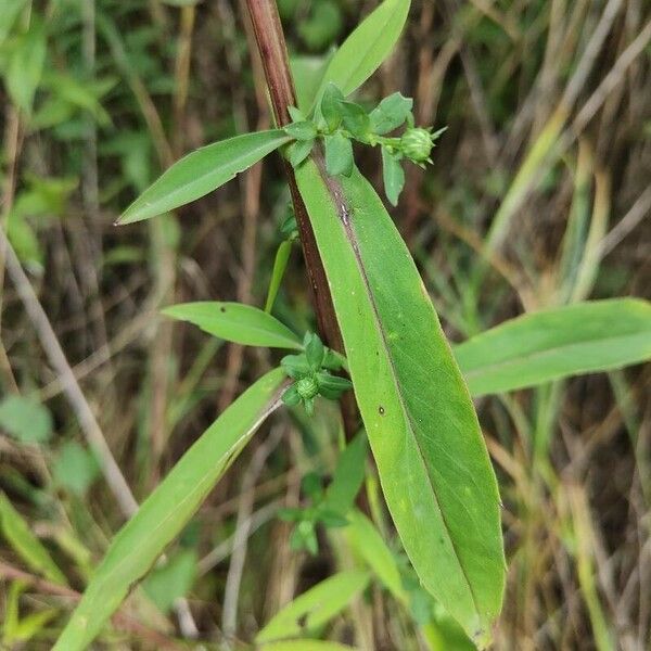 Symphyotrichum × salignum Лист