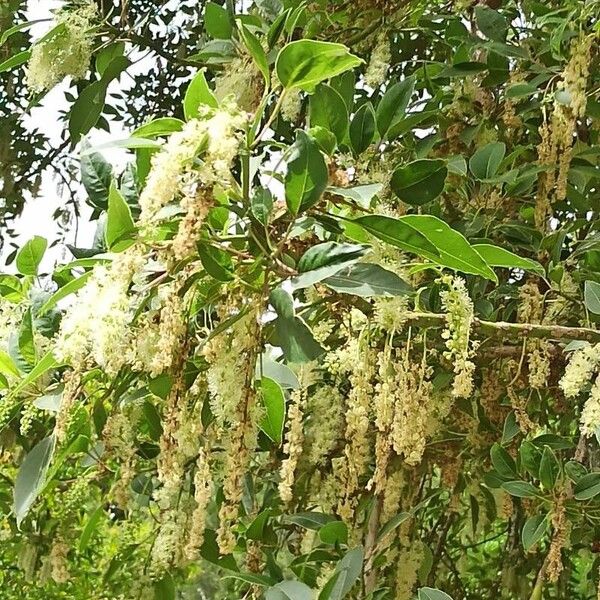 Phytolacca dioica Leaf