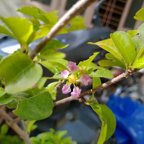 Malpighia glabra Flower