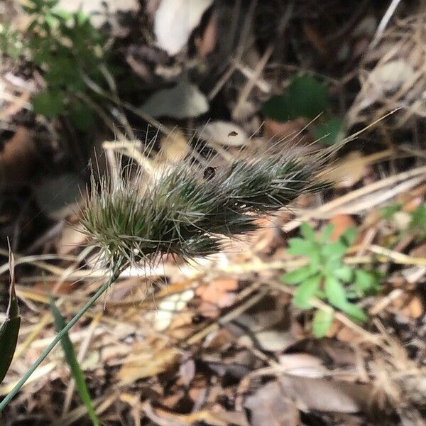 Cynosurus echinatus Flor