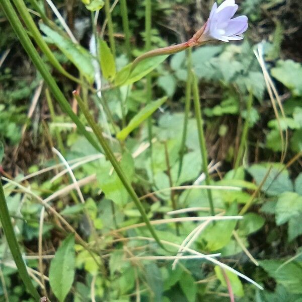 Epilobium hornemannii Flower