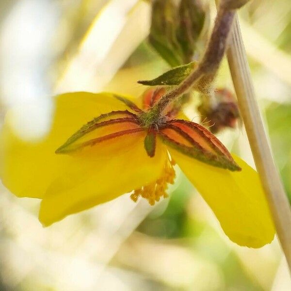 Helianthemum nummularium Blomma