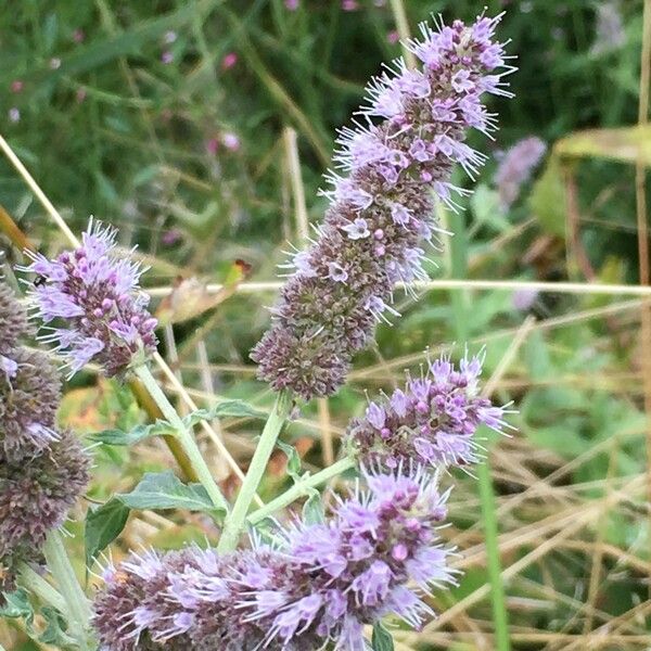 Mentha longifolia Buveinė