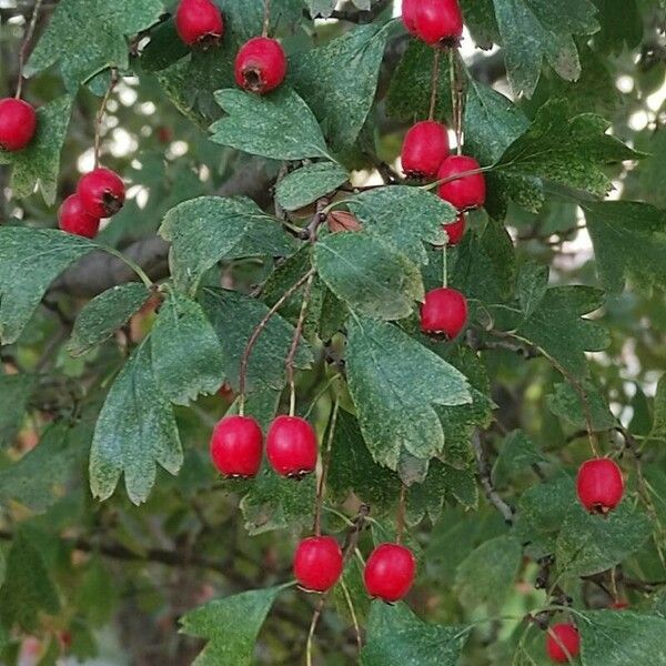 Crataegus monogyna List