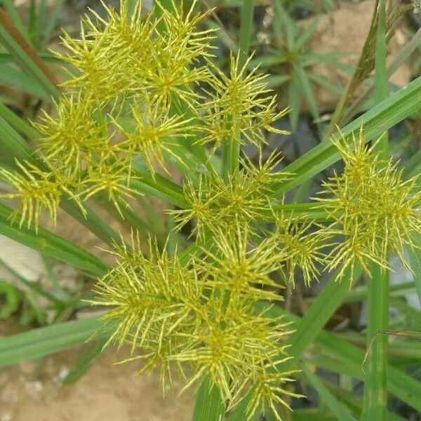 Cyperus strigosus 花