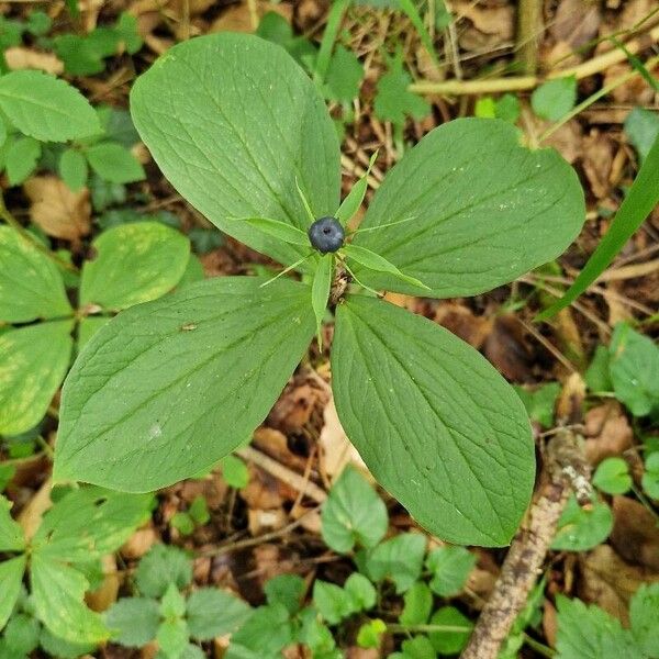 Paris quadrifolia Frukt