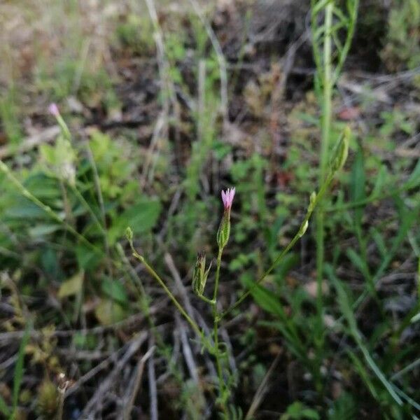 Crupina vulgaris Flor