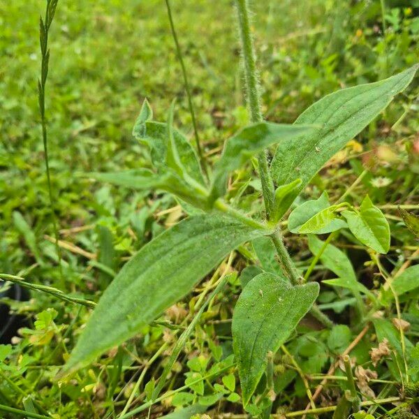 Silene dichotoma Hostoa