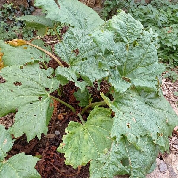 Rheum palmatum Folio