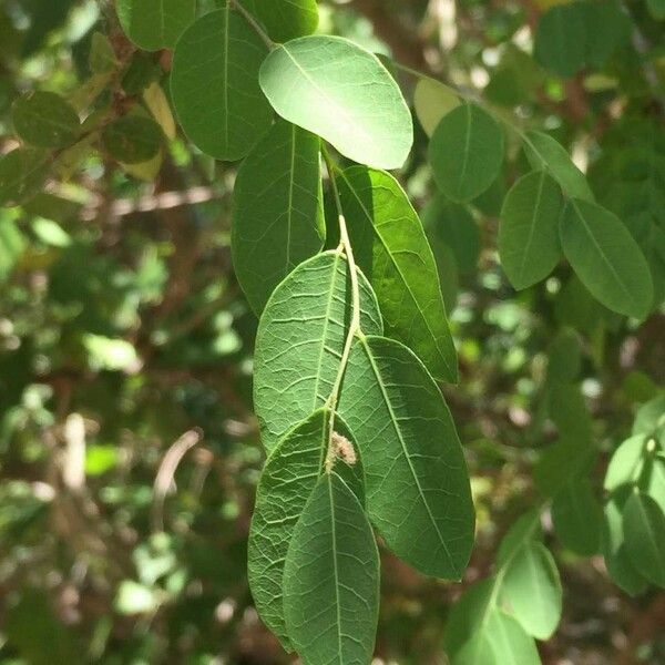 Flueggea virosa Leaf