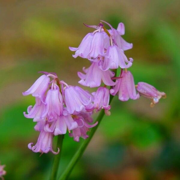 Hyacinthoides hispanica Кветка