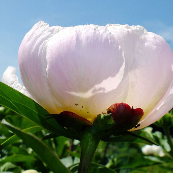 Paeonia lactiflora Flor