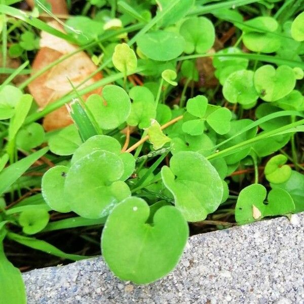 Dichondra carolinensis Leaf